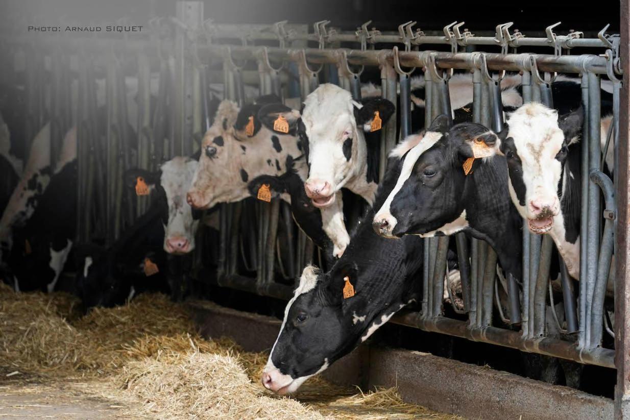 Gite Familial Ferme Des Aujes Falaen Onhaye Экстерьер фото